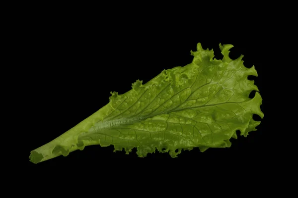 Closeup of green lettuce on black background