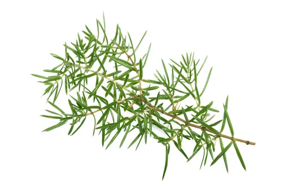 Juniper Branch Isolated White Background — Stock Photo, Image