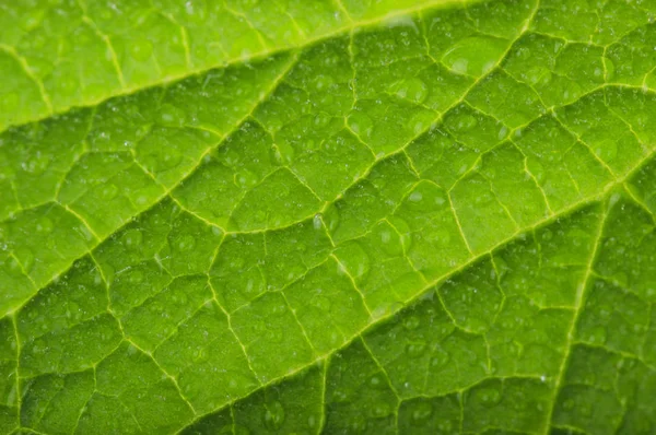 Foglia Cetriolo Verde Isolata Sfondo Bianco — Foto Stock