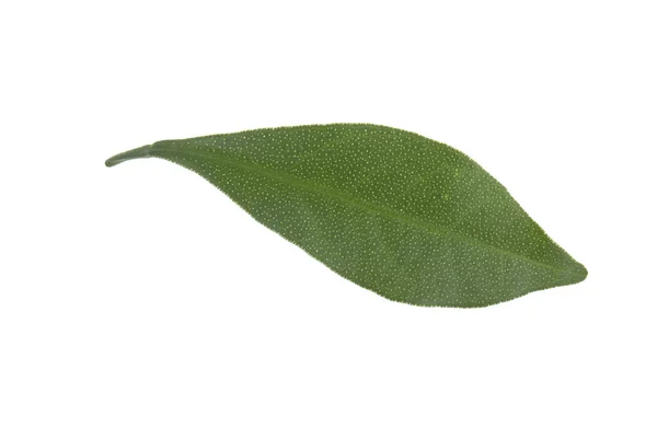 Closeup Cumquat Leaf Isolated White Background — Stock Photo, Image