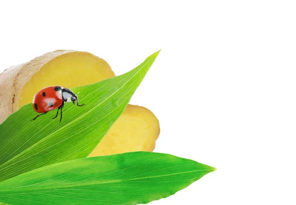 Uğur Böceği Zencefil Yaprak Beyaz Arka Plan Üzerinde Izole Üzerinde — Stok fotoğraf