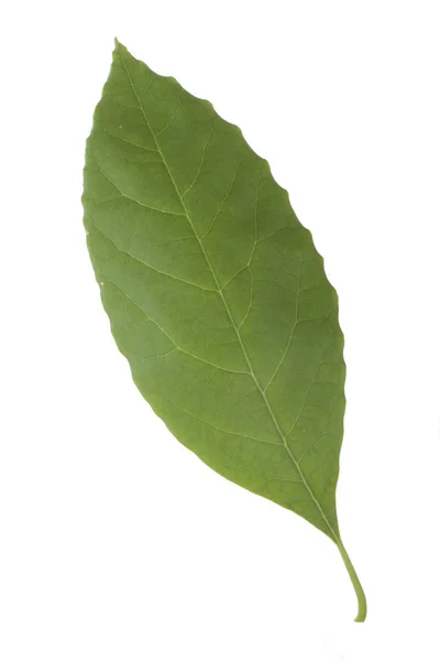 Färsk Grön Avokado Leaf Isolerad Vit Bakgrund — Stockfoto