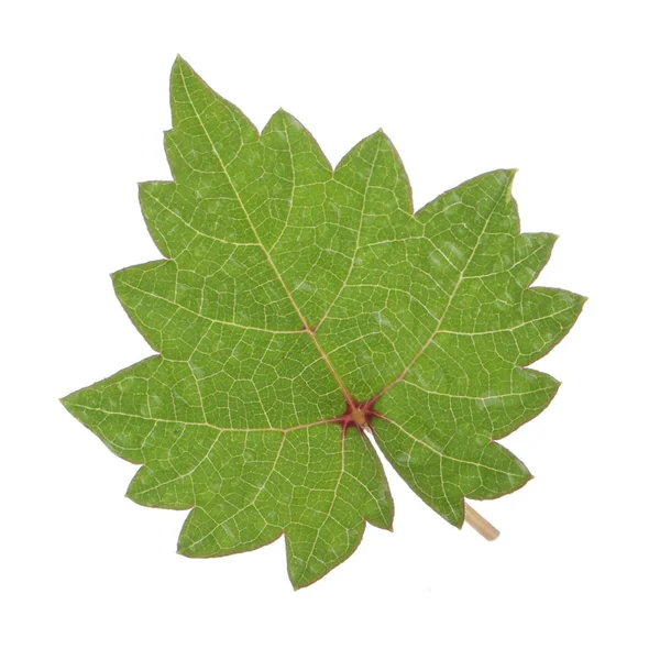 Frisches Grünes Traubenblatt Isoliert Auf Weißem Hintergrund — Stockfoto