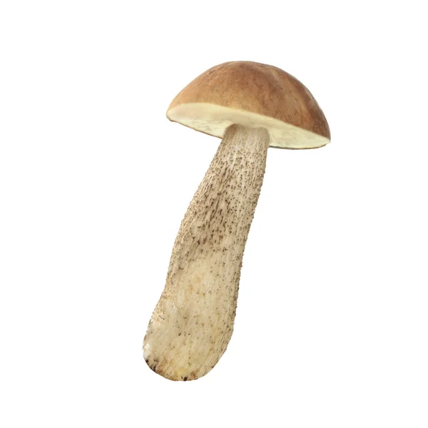 Champignon Unique Isolé Sur Fond Blanc — Photo