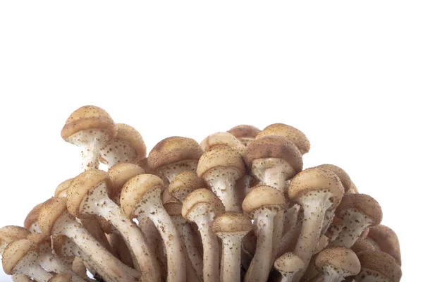 Champignons Crus Mûrs Isolés Sur Fond Blanc — Photo