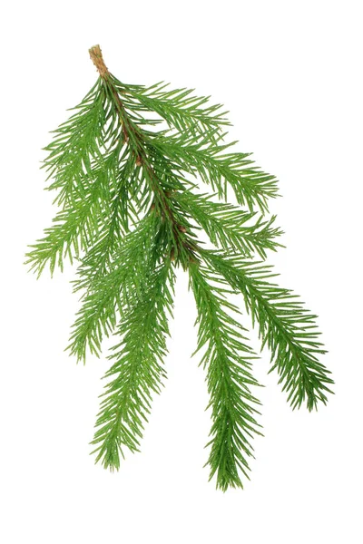 Fir Tree Branch Isolated White Background — Stock Photo, Image