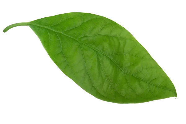 Foglia Avocado Verde Fresco Isolato Sfondo Bianco — Foto Stock