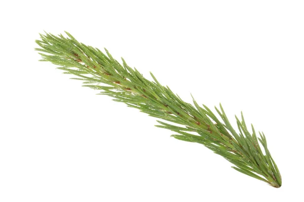 Closeup Coniferous Branch Christmas Background — Stock Photo, Image