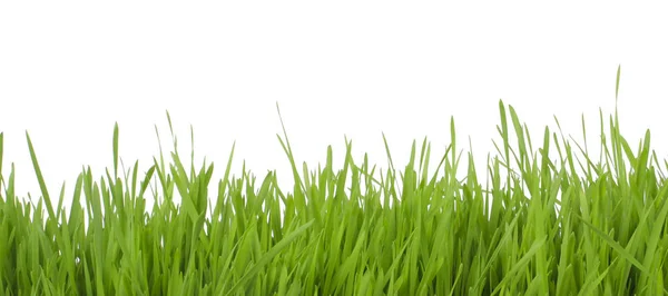 Green Grass White Background Copy Space Stock Photo