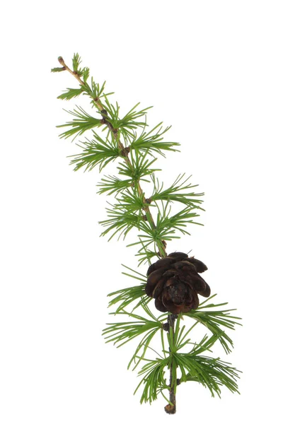 Closeup Coniferous Branch Christmas Background Royalty Free Stock Images
