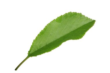 Beyaz arkaplanda kiraz yaprağı izole