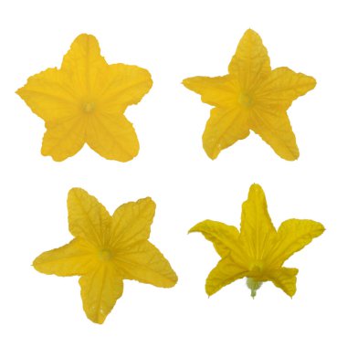 Beyaz arka plan üzerinde izole sarı salatalık çiçekler