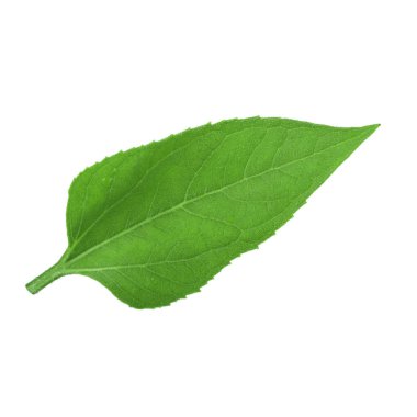 Beyaz arka planda izole ayçiçeği yaprağı yakın çekim 