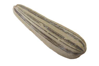 Beyaz arka planda izole ayçiçeği tohumu yakın çekim 