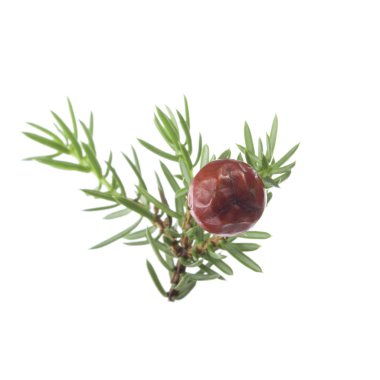 Beyaz arka planda izole ardıç yakın çekim