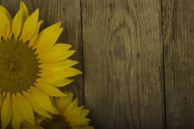 Ahşap arka planda ayçiçeği yakınçekim 