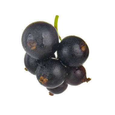 Beyaz arka planda yalıtılmış siyah kuş üzümünün yakınçekimi 
