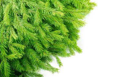 Köknar ağacı dalları kopya alanı ile yatılı yapılmış