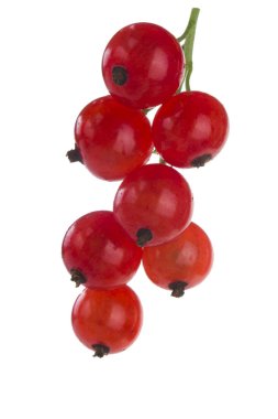 closeup izole beyaz zemin üzerine kırmızı kuş üzümü 