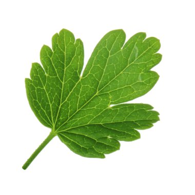 Beyaz arka plan üzerinde izole bektaşi üzümü yaprağı closeup