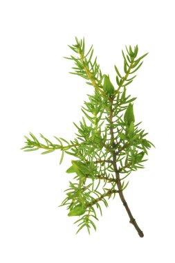 Beyaz arka plan üzerinde izole ardıç şube
