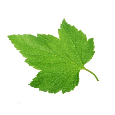 Beyaz arka plan üzerinde izole yeşil Frenk üzümü yaprağı