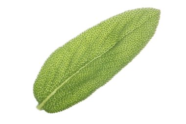 Yeşil yaprak üzerinde beyaz izole closeup 