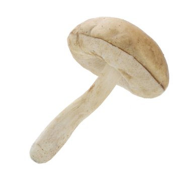 Beyaz arka plan üzerinde izole tek mantar