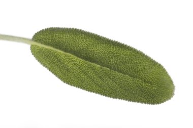 Yeşil yaprak üzerinde beyaz izole closeup 