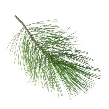 Beyaz arkaplanda köknar ağacı dalı izole