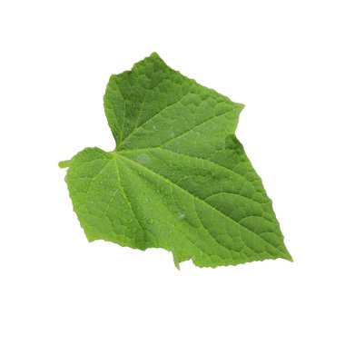 Beyaz arkaplanda yeşil salatalık yaprağı izole