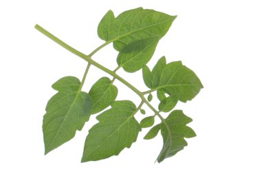 Beyaz backgroound izole yeşil yaprakların yakın çekim