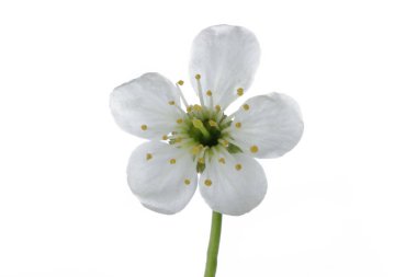 Beyaz arka planda izole kiraz çiçeği yakın çekim 