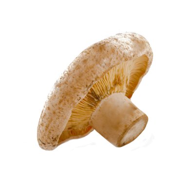 Beyaz arka plan üzerinde izole tek mantar