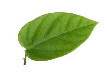 Beyaz arkaplanda yeşil yaprak yakın plan