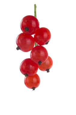 closeup izole beyaz zemin üzerine kırmızı kuş üzümü 