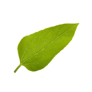 Beyaz arka planda izole ayçiçeği yaprağı yakın çekim 