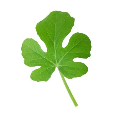 Beyaz arka planda yalıtılmış yeşilin yakın çekimi 