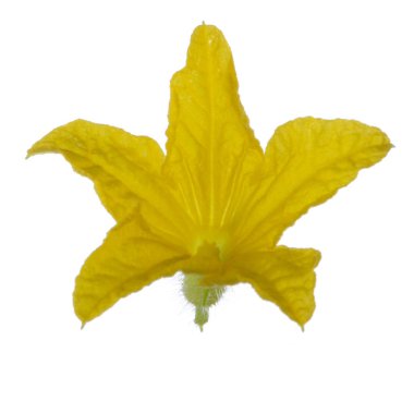 Beyaz arka plan üzerinde izole sarı salatalık çiçek