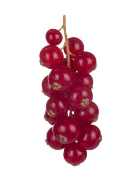 closeup izole beyaz zemin üzerine kırmızı kuş üzümü 
