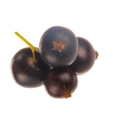 Beyaz arka planda yalıtılmış siyah kuş üzümünün yakınçekimi 