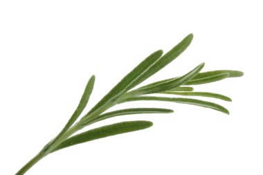 Beyaz backgroound izole yeşil yaprakların yakın çekim