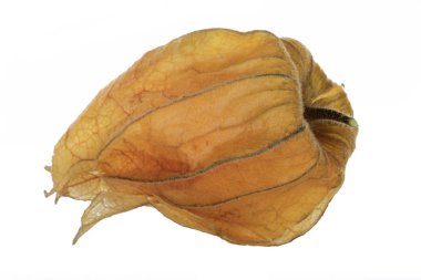 taze physalis beyaz arka plan üzerinde izole