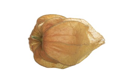 taze physalis beyaz arka plan üzerinde izole