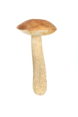 Beyaz arka plan üzerinde izole tek mantar