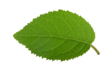 Beyaz arka planda yalıtılmış yeşilin yakın çekimi 