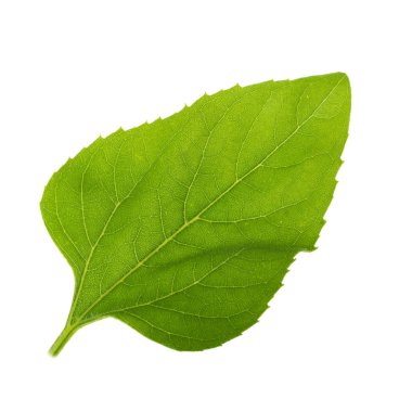Beyaz arka planda izole ayçiçeği yaprağı yakın çekim 