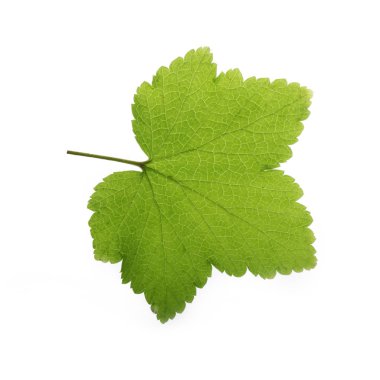 Beyaz arka plan üzerinde izole yeşil Frenk üzümü yaprağı