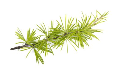 Beyaz arkaplanda köknar ağacı dalı izole