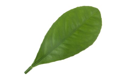 Beyaz arka planda yalıtılmış yeşilin yakın çekimi 